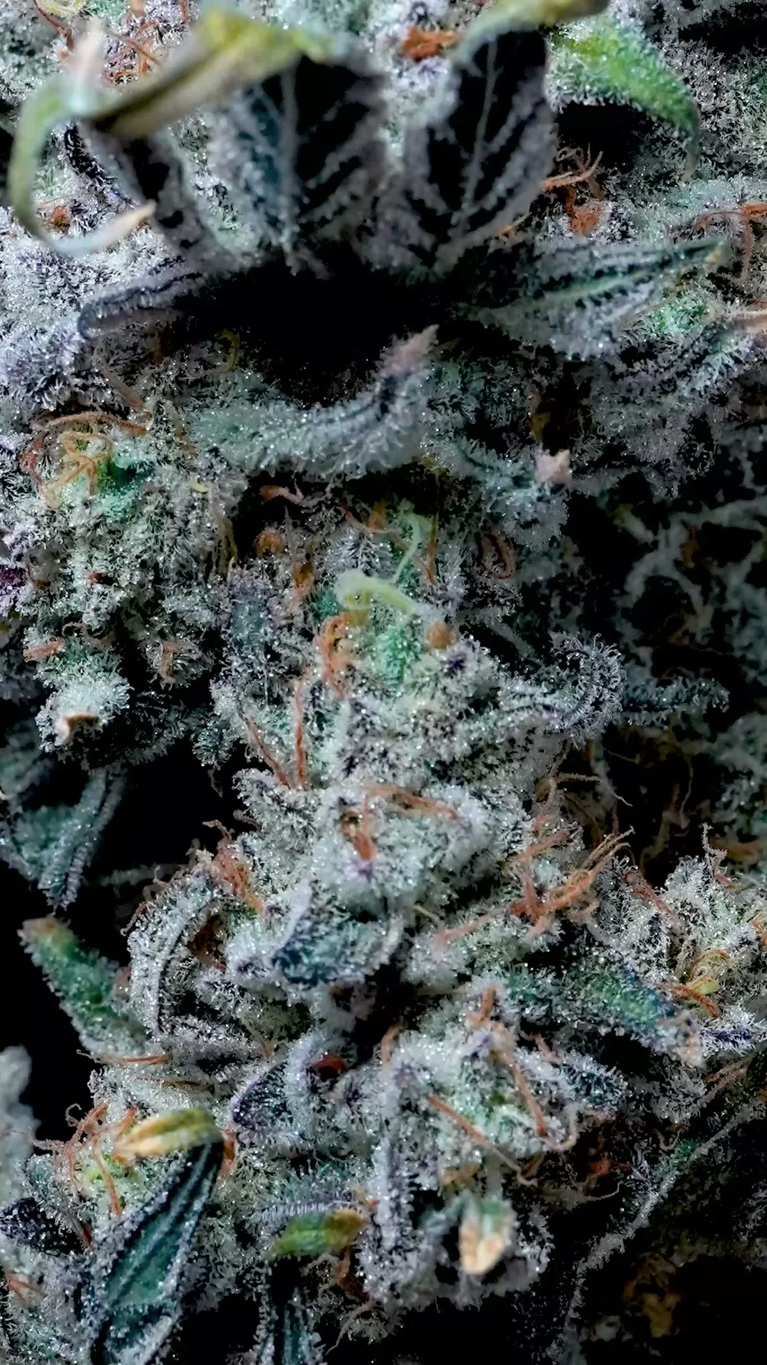 Honey Hole indoor flower