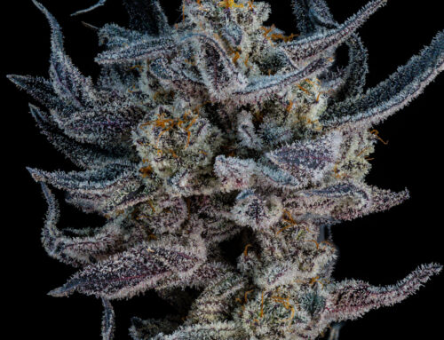 How NM Dispensaries Source Small-Batch Flower: A Buyer’s Guide
