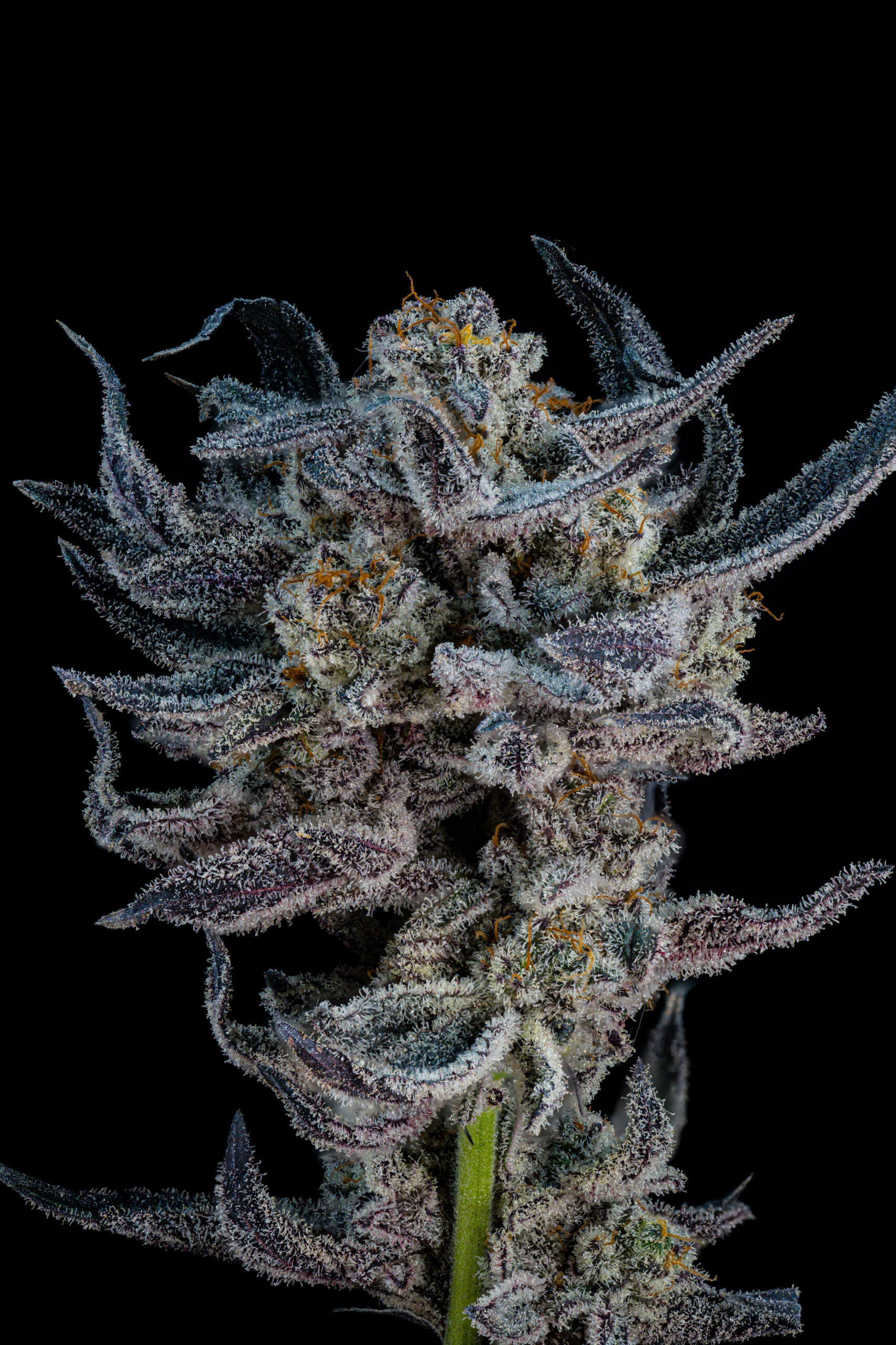 Oreoz cannabis flower macro photograph by Canneye