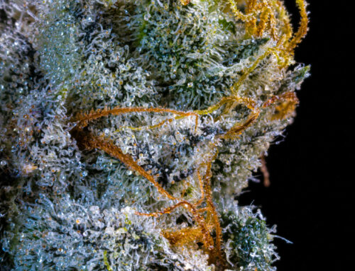 Clone to Shelf: How a Licensed New Mexico Cannabis Cultivator Gets Flower Into Dispensaries