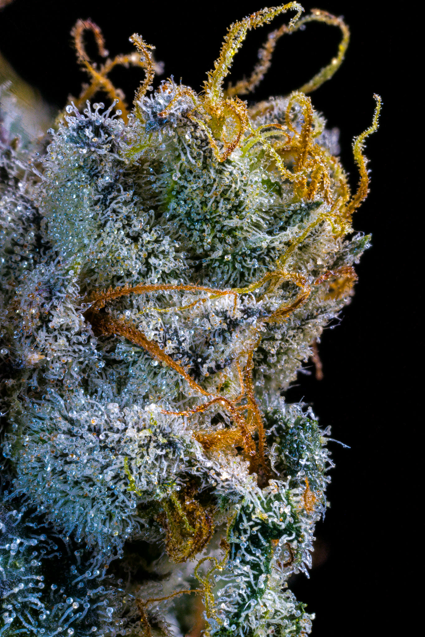 Gelato Runtz trichome macro with amber pistils — Honey Hole Cannabis Co